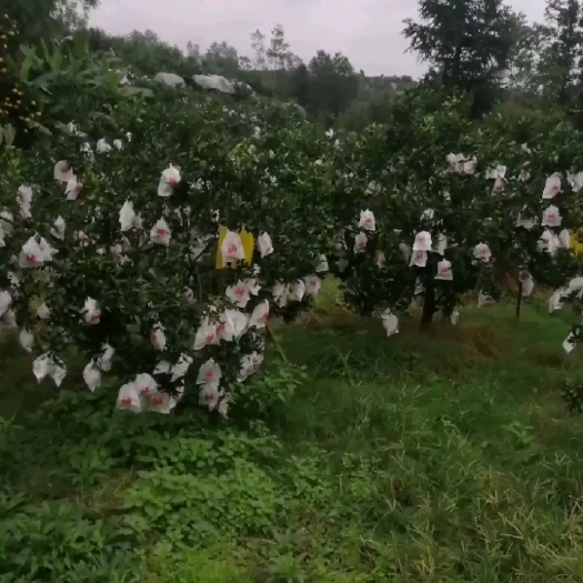 荣县不知火