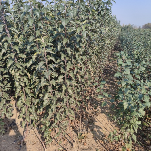 爱妃苹果苗  秦翠苹果苗 红富士苹果苗 维纳斯黄金苹果苗