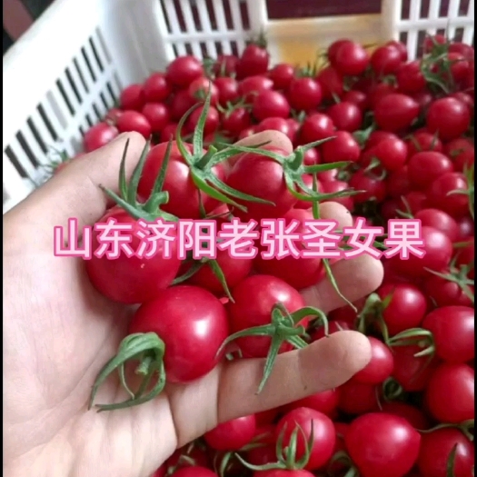 济南圣女果
