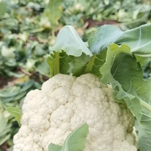 资阳本地精品散花