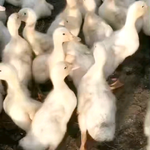 南宁鸭苗