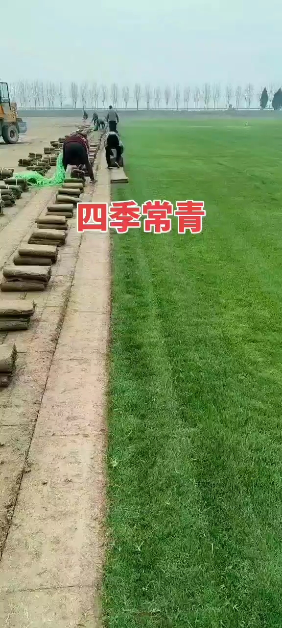四季青草坪耐寒耐旱矮生四季青草籽免修剪护坡固土庭院别墅小区