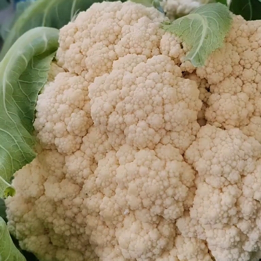 通许县河南开封新鲜花菜 甘蓝类蔬菜 当日发货 通许县直供