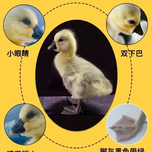 汕头狮头鹅活苗特大种纯种汕头狮头鹅活体潮汕狮头鹅苗正小鹅苗幼苗