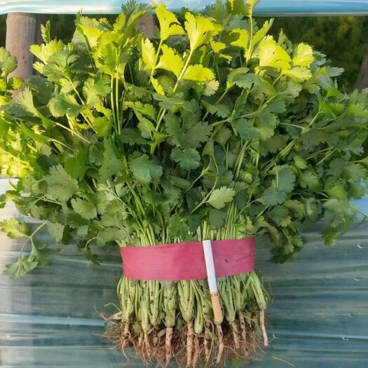 邯郸精品香菜