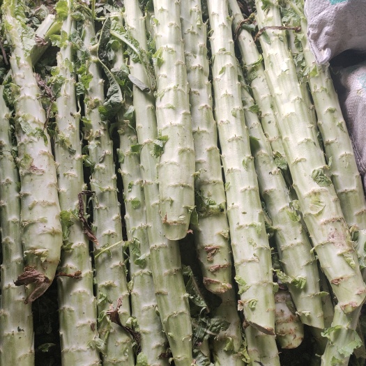 兰陵县大量供应优质莴笋杆子