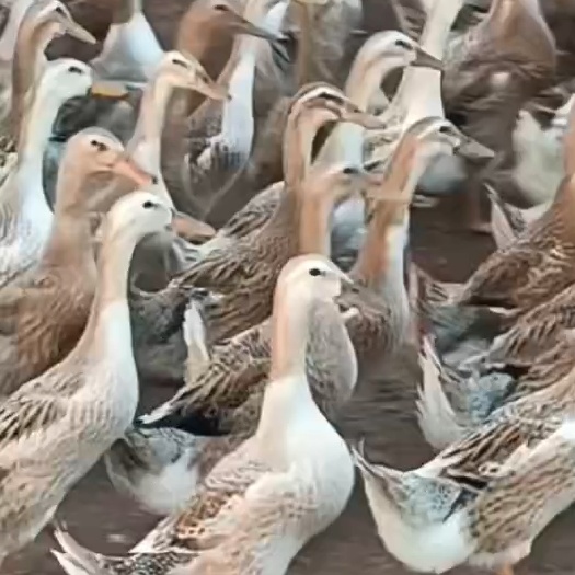 蛋鸭