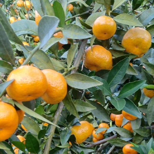 忻城县广西南丰蜜桔