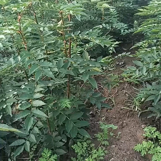 韩城市无刺早红花椒苗