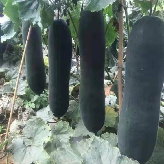 翁源县广东黑皮吊冬瓜，大量现货现摘，条形好