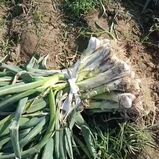 无极县鸡腿大葱