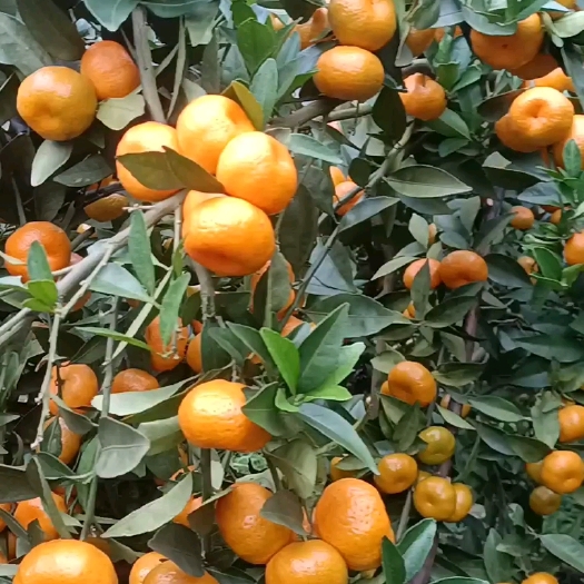 忻城县广西南丰蜜桔种植户