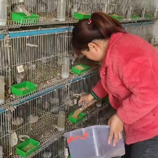 曹县批发芦丁鸡，价格便宜