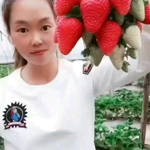 云南夏季草莓，冬季草莓，长年不断货，发往全国各地，欢迎订购