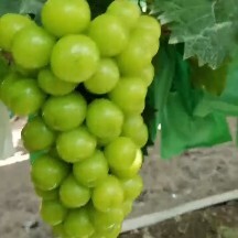 砀山县阳光玫瑰