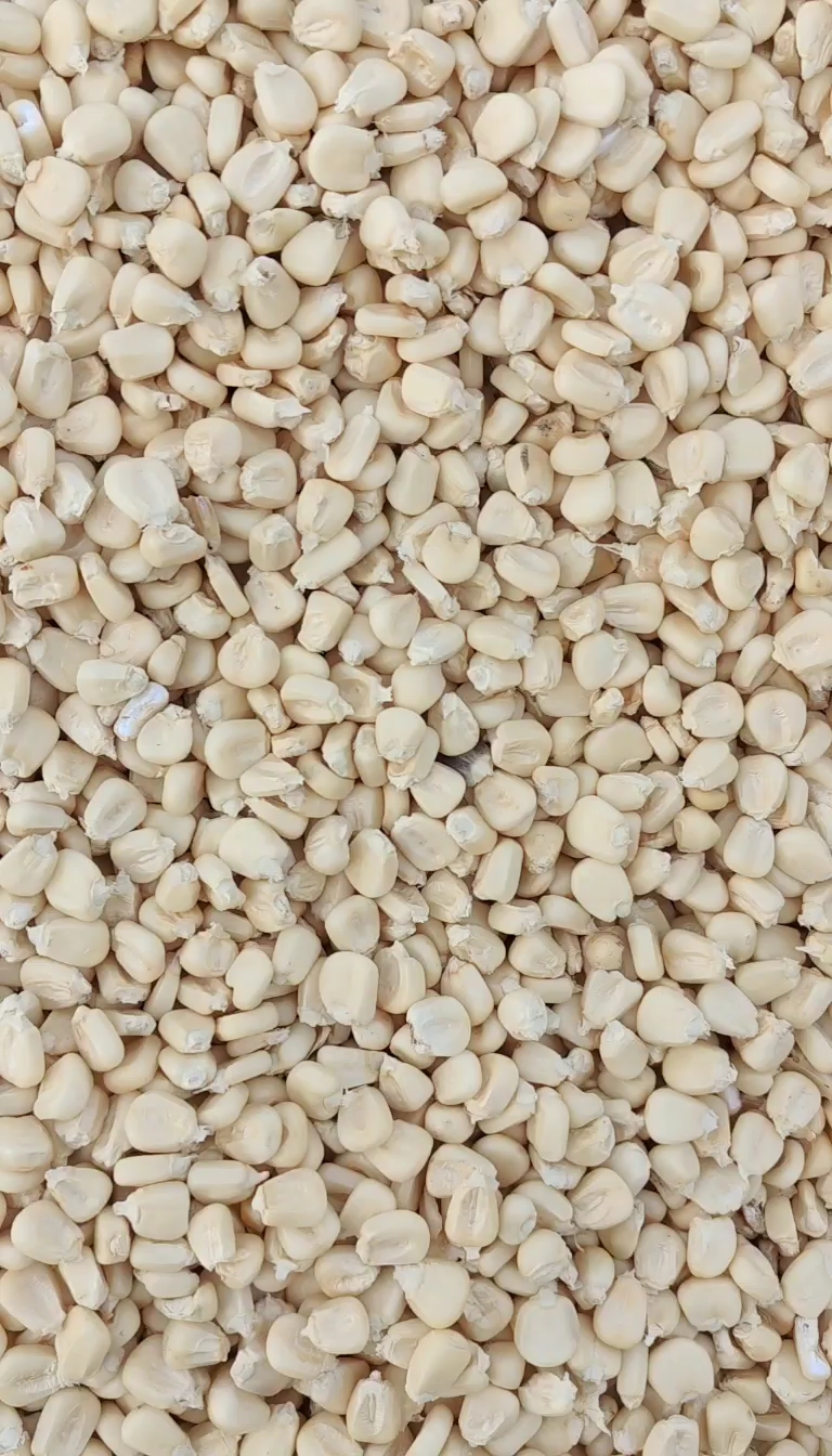 万糯2000糯玉米干粒，精品万糯系列粒粒饱满