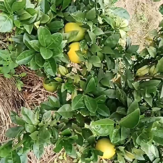 宁远县纯山林钟值 剂