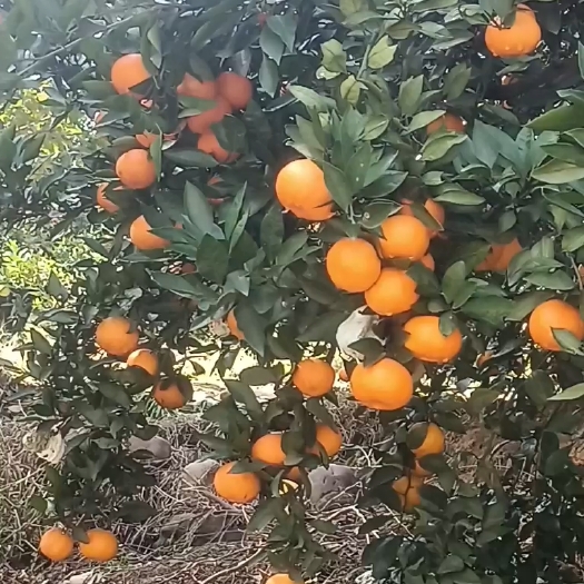 武汉湖北橘子