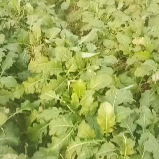 白菜，萝卜，芥菜疙瘩