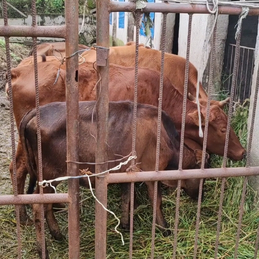 大悟县优质土黄牛出售
