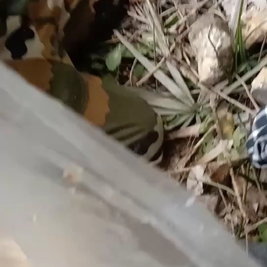 上林县纯野生天然土蜂蜜，