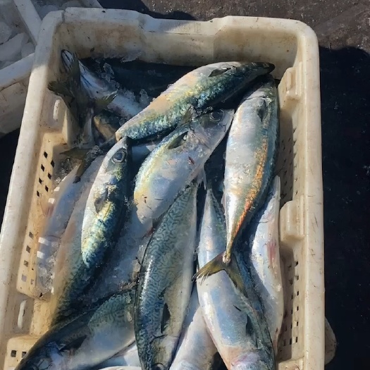 郸城县威海石岛鲐鲃鱼
