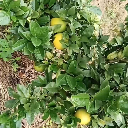 宁远县脆皮金桔