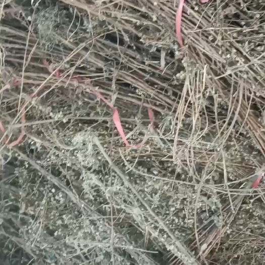 十堰一枝黄花