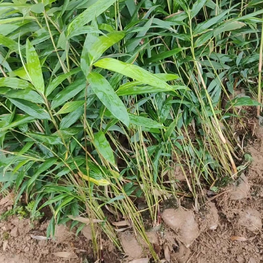 筠连县筑竹苗 罗汉竹苗 方竹苗 现货