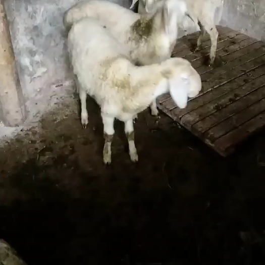 铅山县出售圈养的三只母湖羊仔，三个月龄左右。