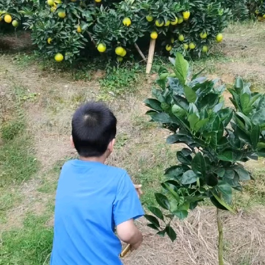和平县赣南脐橙