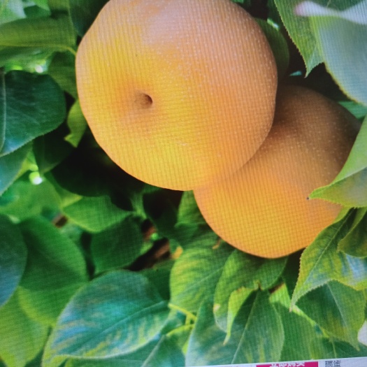 伊宁市产品名称:伊犁天上雪梨 规格:6斤礼盒装 特点:果子汁多