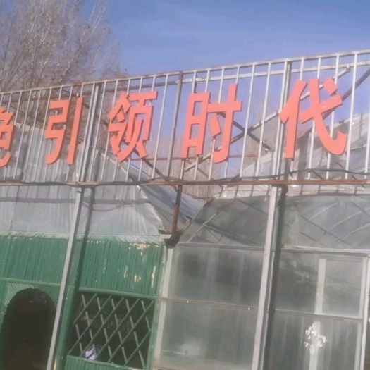邯郸阳光玫瑰等几十种优质葡萄种苗