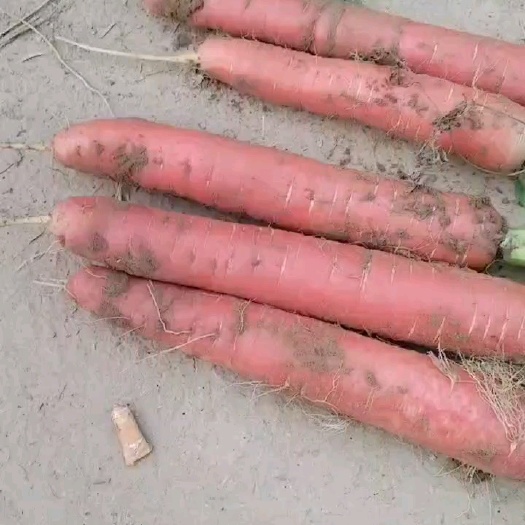 温县胡萝卜