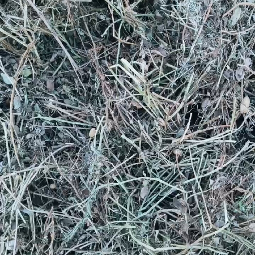 曹县2024新花生秧特一级绿草过滚筒塞加工保质保量无土无膜无霉变