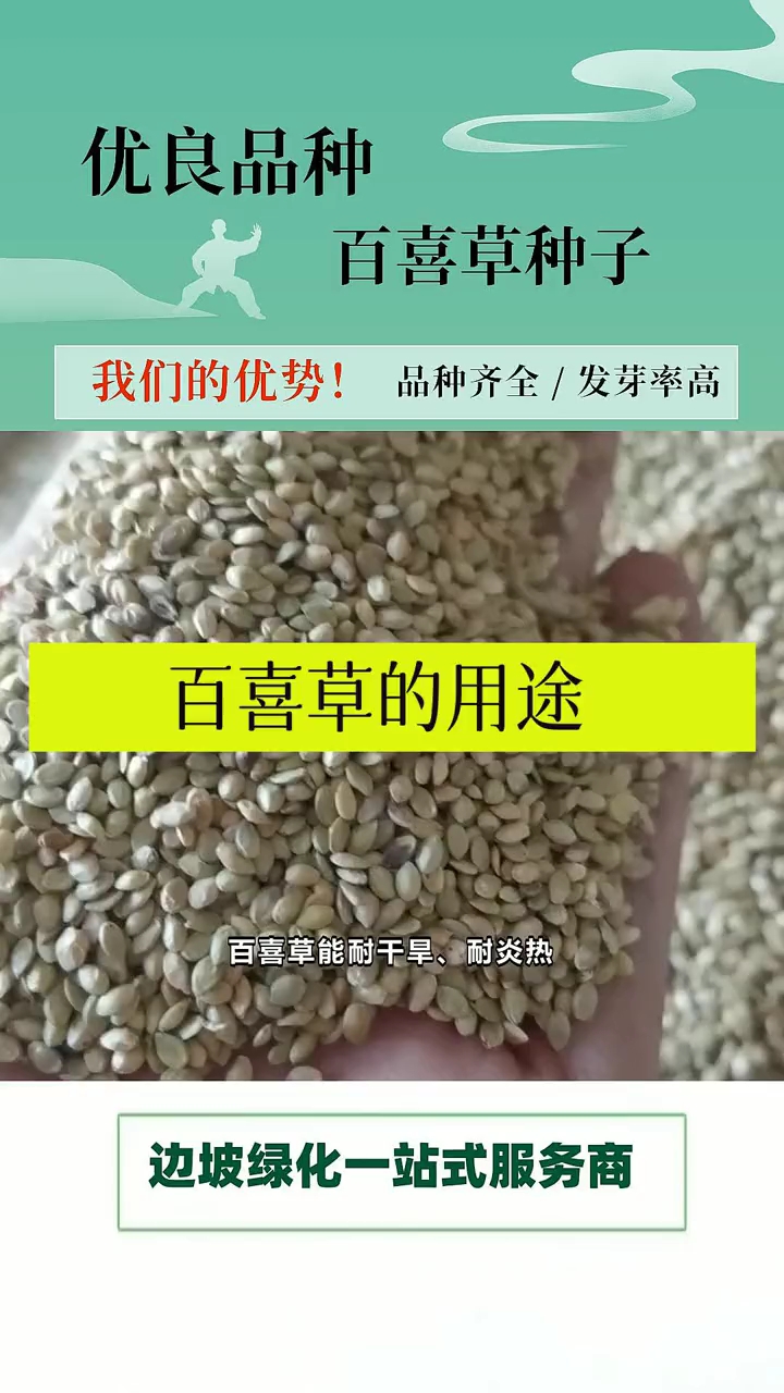 宽叶雀稗草籽国产宽叶草种子护坡种畜禽牛羊鱼兔牧草种籽草坪草籽