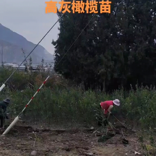 陇南一到两公分油橄榄 处理 征地了