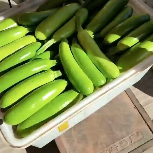 费县绿皮西葫芦