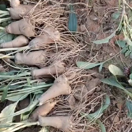 太和县安徽白术鲜干白术