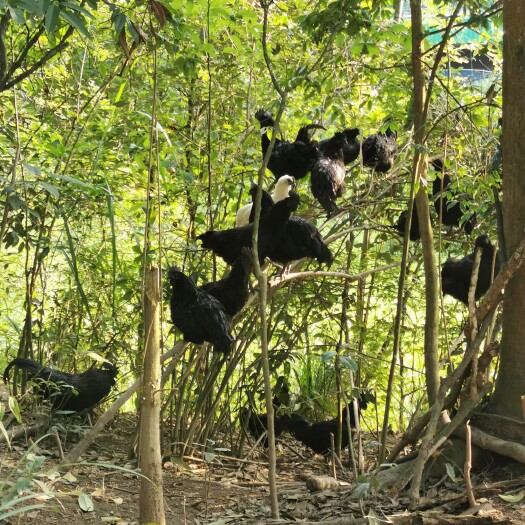 盐津县高山放养土乌鸡