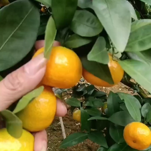 怀集县沙糖桔