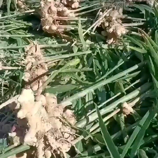 东兰县中姜