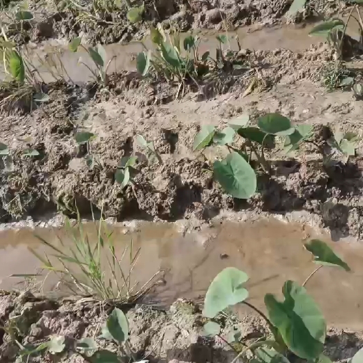 赣州槟榔芋种