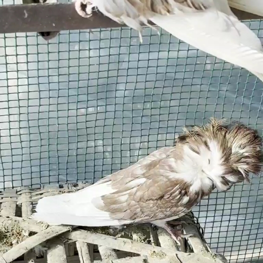 毛领两只大青年