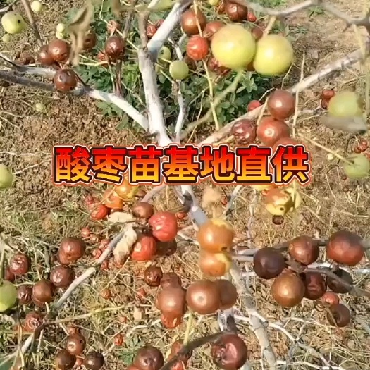 平邑县山东临沂平邑县优质枣树苗酸枣苗种苗批发供应本地直发