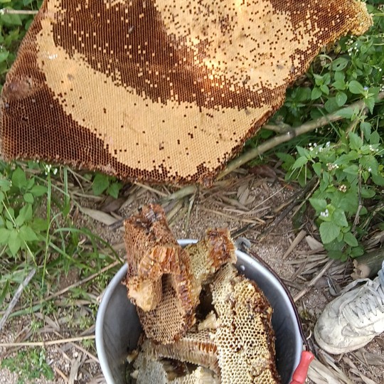 自己上山采的蜂蜜，纯野蜂蜜，绝勿掺杂物，假一赔十。