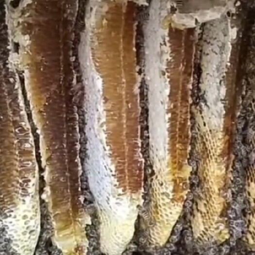宁县农家土蜂蜜