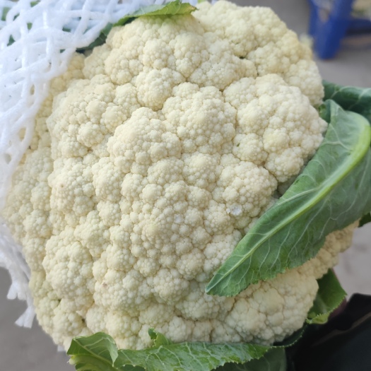 通许县精品有机花菜