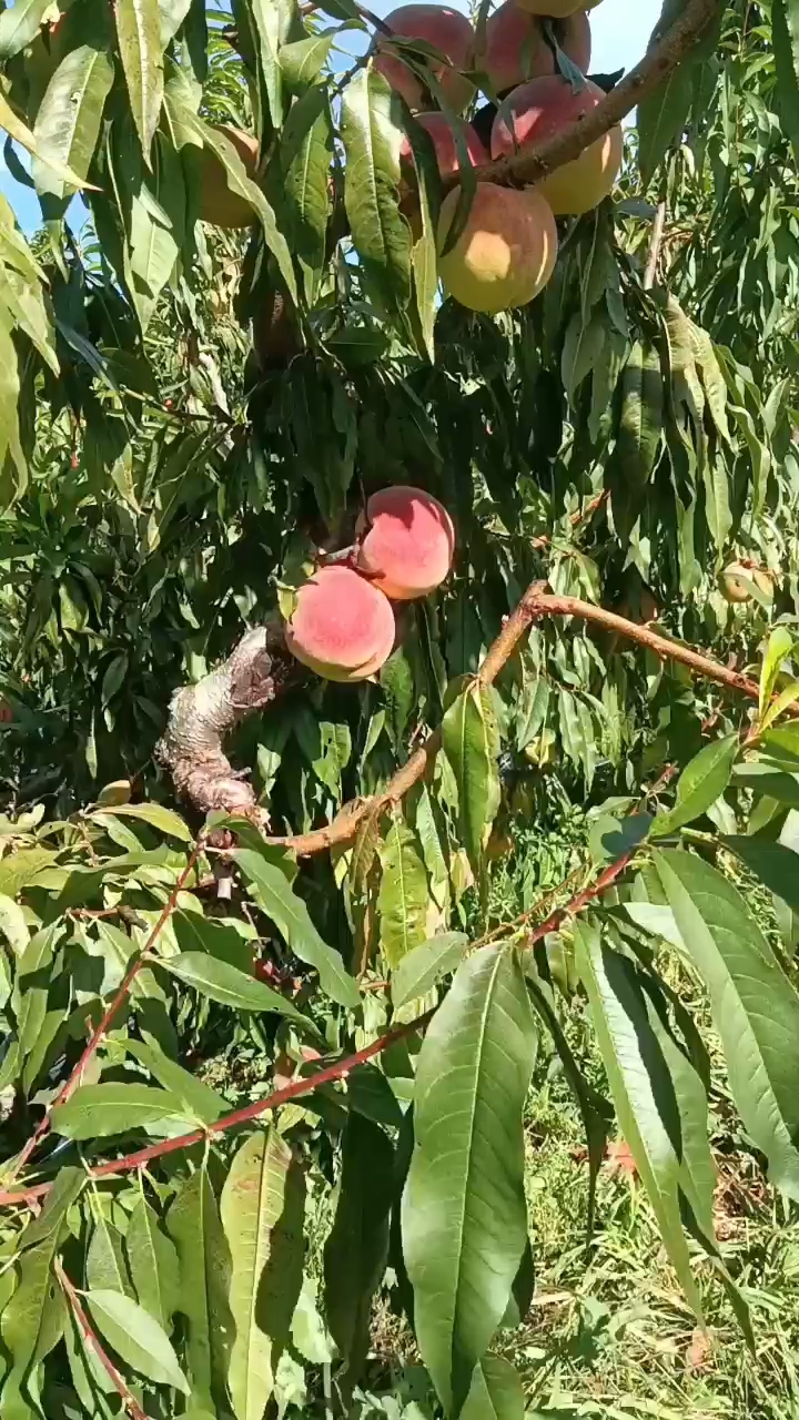 美脆桃