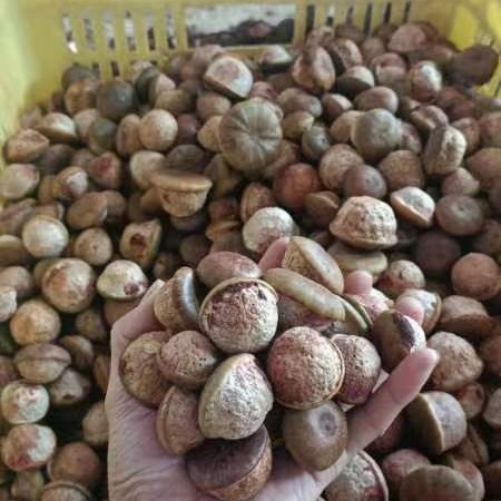 广州风流果，